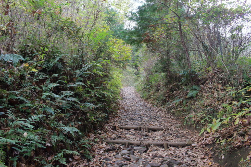 塔ノ岳への登山道、最初は緩やかな登りです