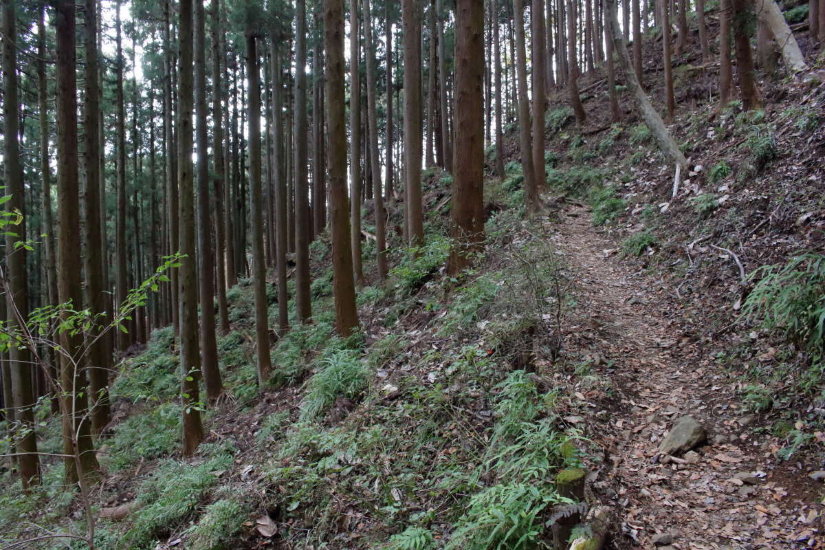 斜面をトラバースする登山道も歩きやすいです