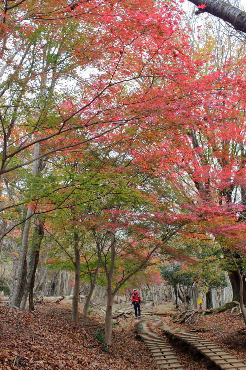 真っ赤に紅葉したモミジを眺めながら階段を登る