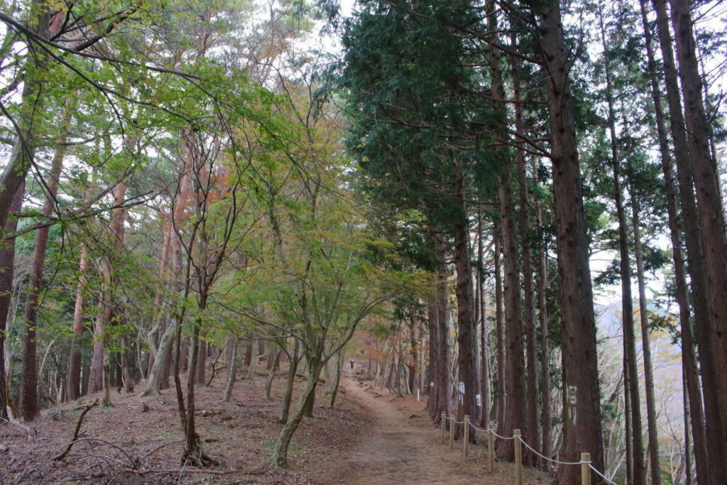 大倉尾根は階段登りと平坦な道の繰り返し