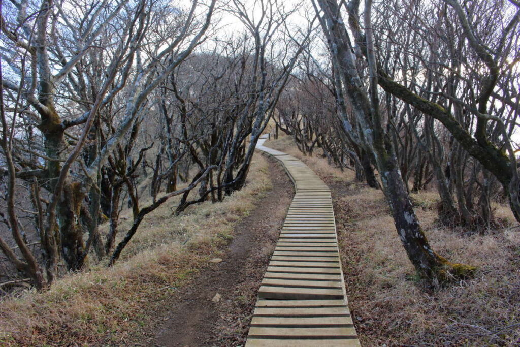 塔ノ岳山頂直下を下りきると平坦な木道の道へ