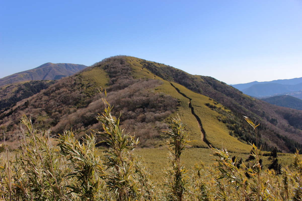 金時山から明神ヶ岳への笹の縦走路