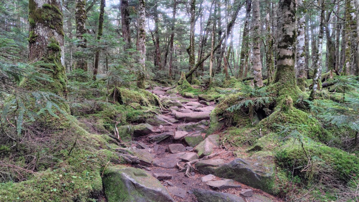 よく整備されて歩きやすい北ルートの登山道