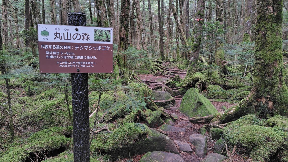 苔と木々の世界観が美しい「丸山の森」