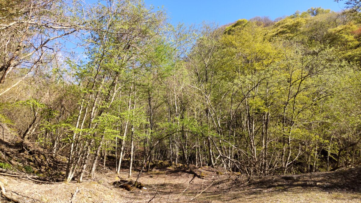 米背負峠からの登山道が終わり新緑の林道へ