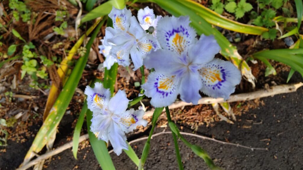 浦山口駅への道端に咲くシャガの花