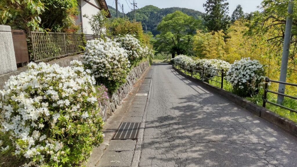 白いツツジが咲き誇る車道