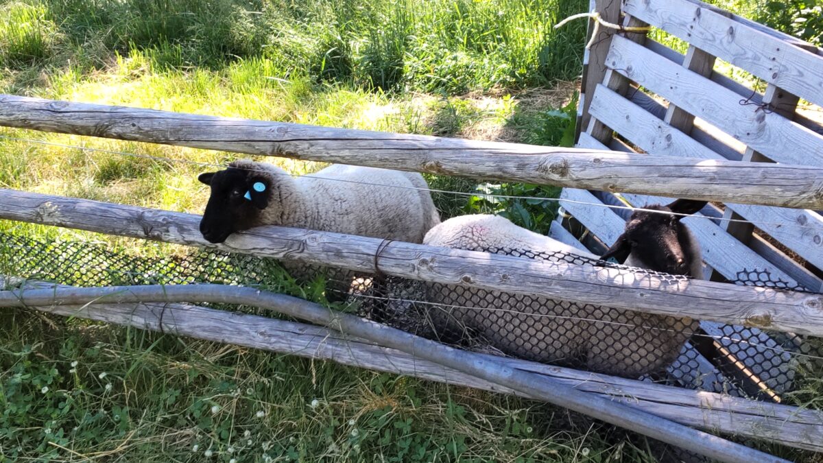 菅平牧場の羊たち
