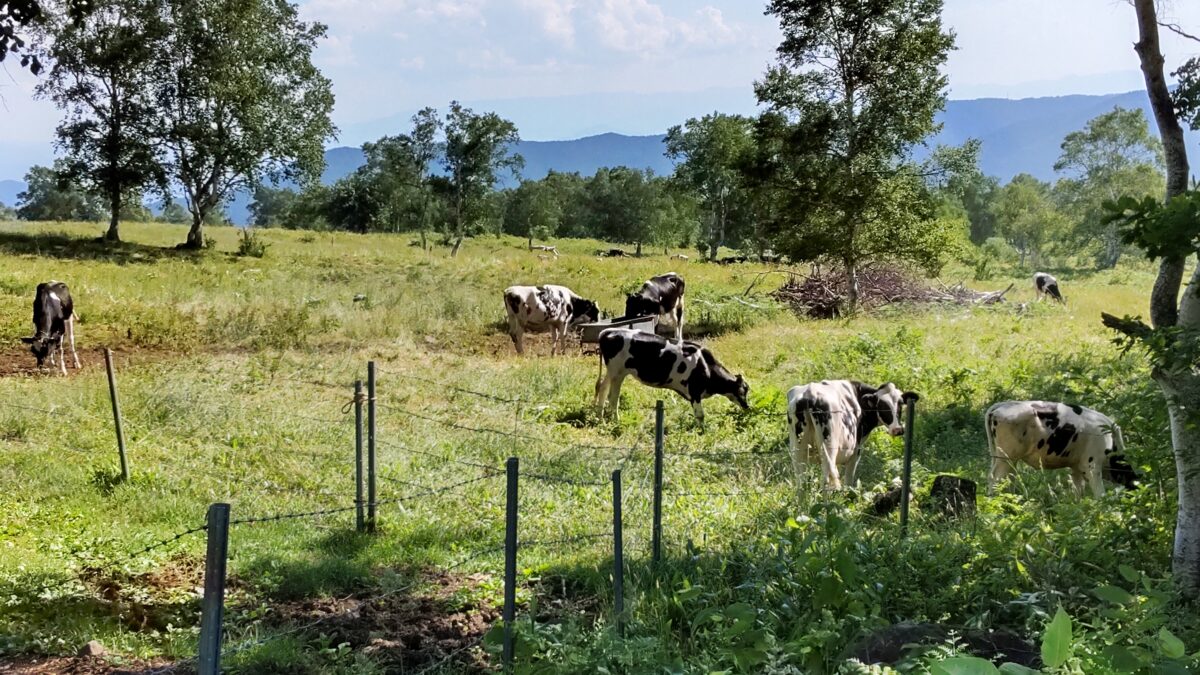 のんびり草をはむ菅平牧場の牛たち