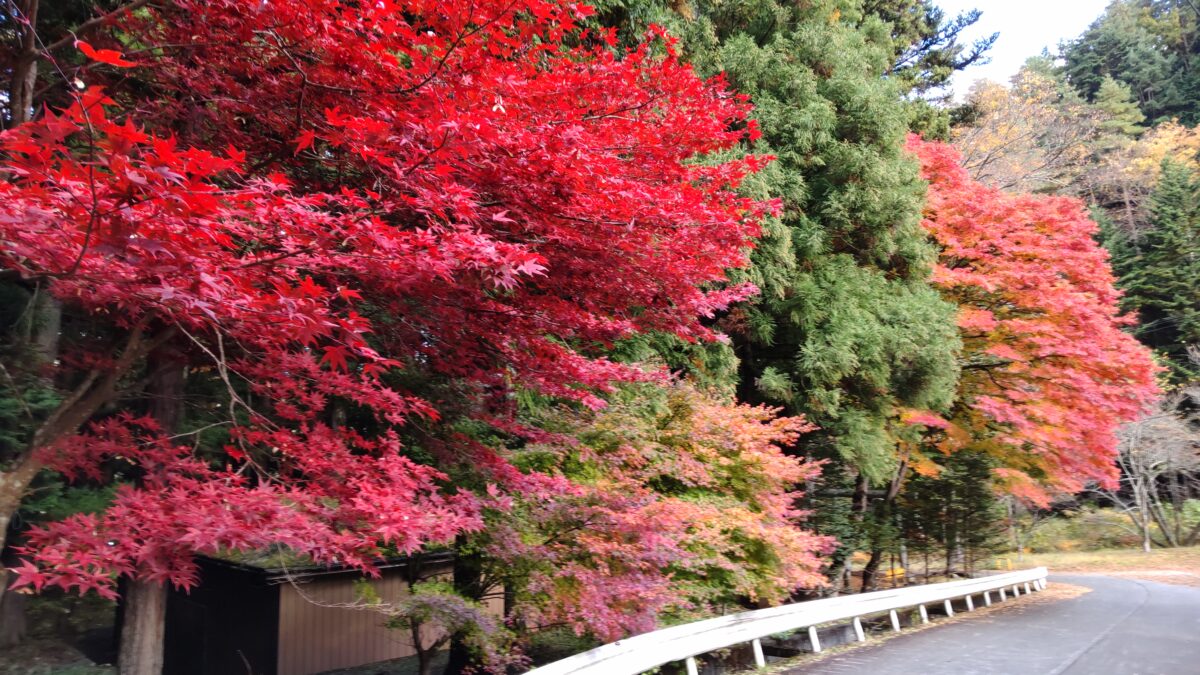 三ッ峠グリーンセンター近くの紅葉した木々