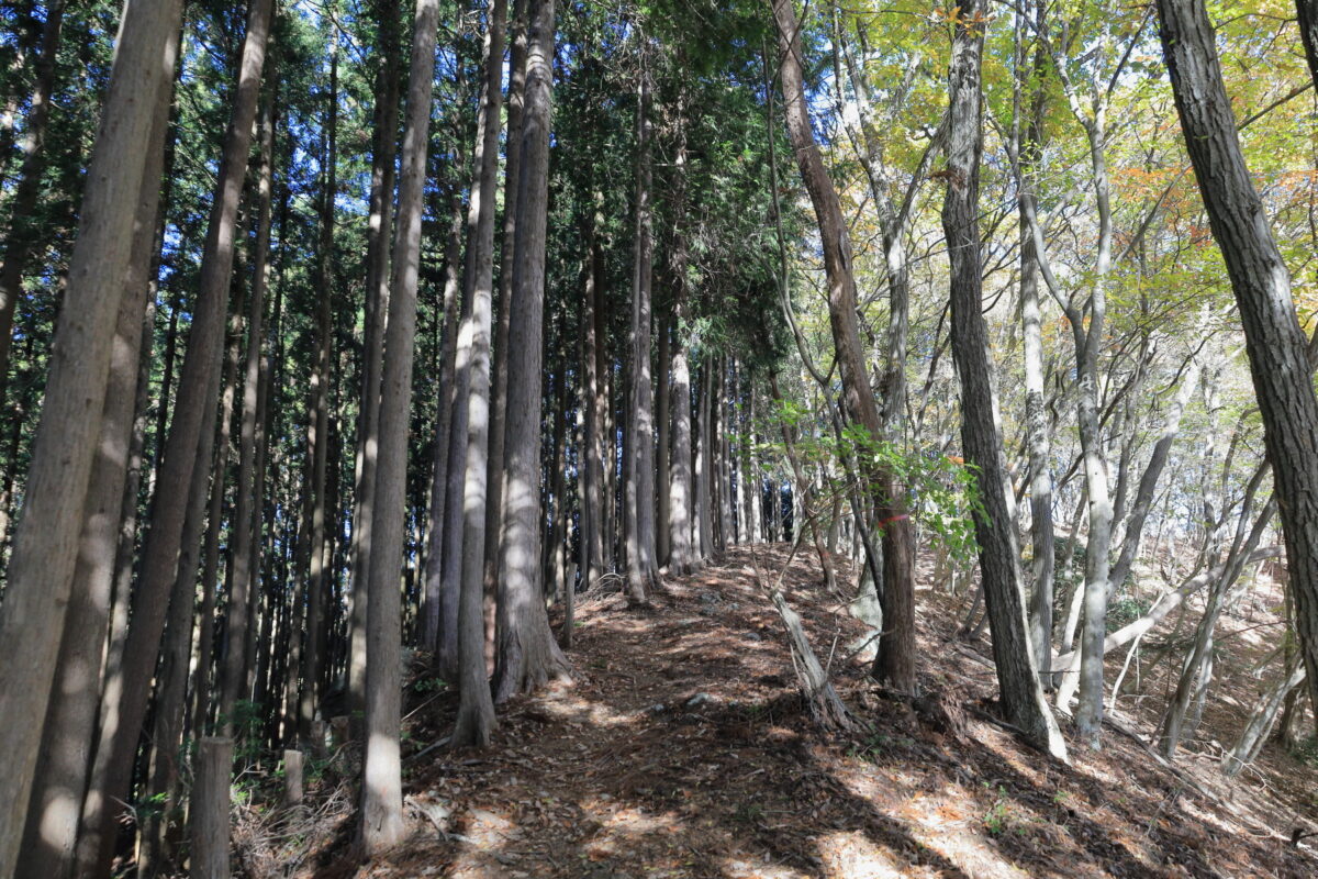 植林帯と自然林の境目の縦走路