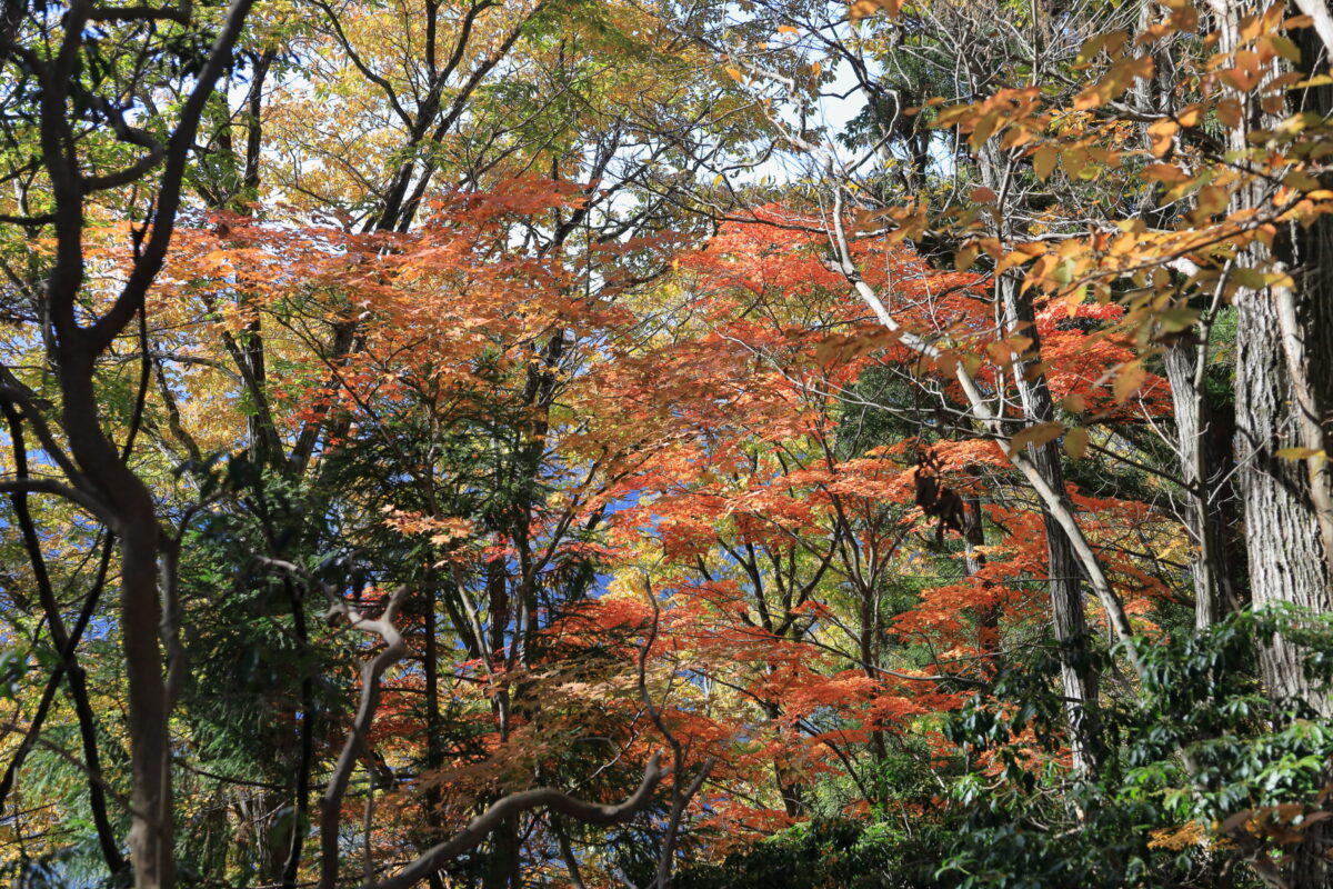 岩茸石山～棒ノ嶺の縦走路のところどころで見られる色づいたモミジ