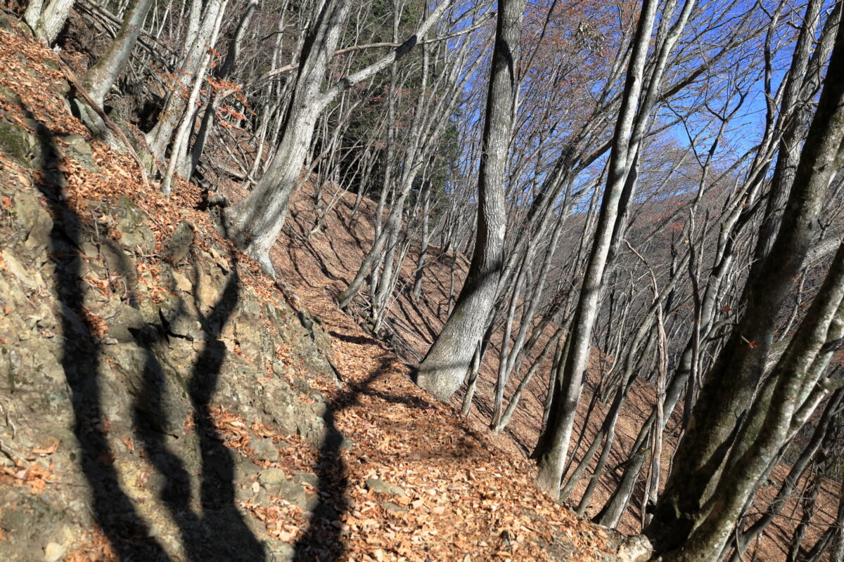 自然林の登山道