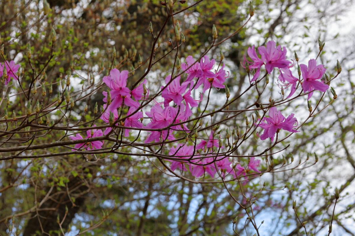 登山道脇に咲くツツジの花