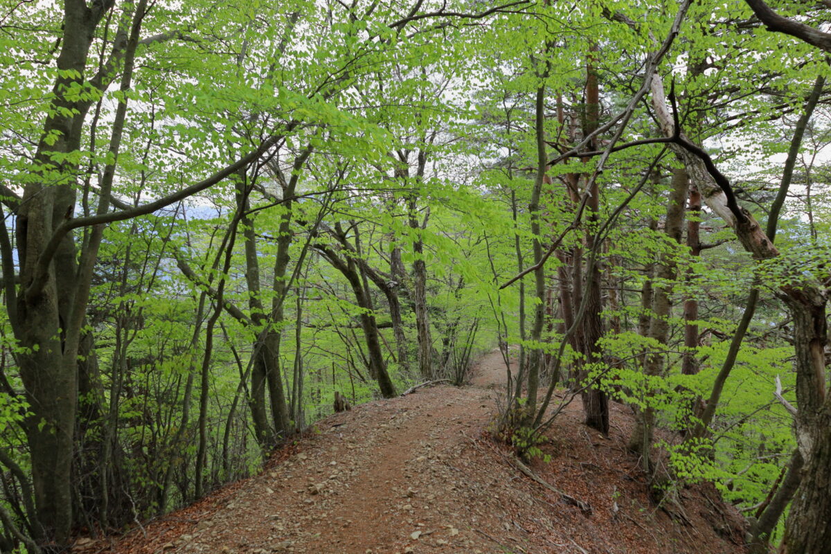 新緑が鮮やかな三ッ峠山の登山道