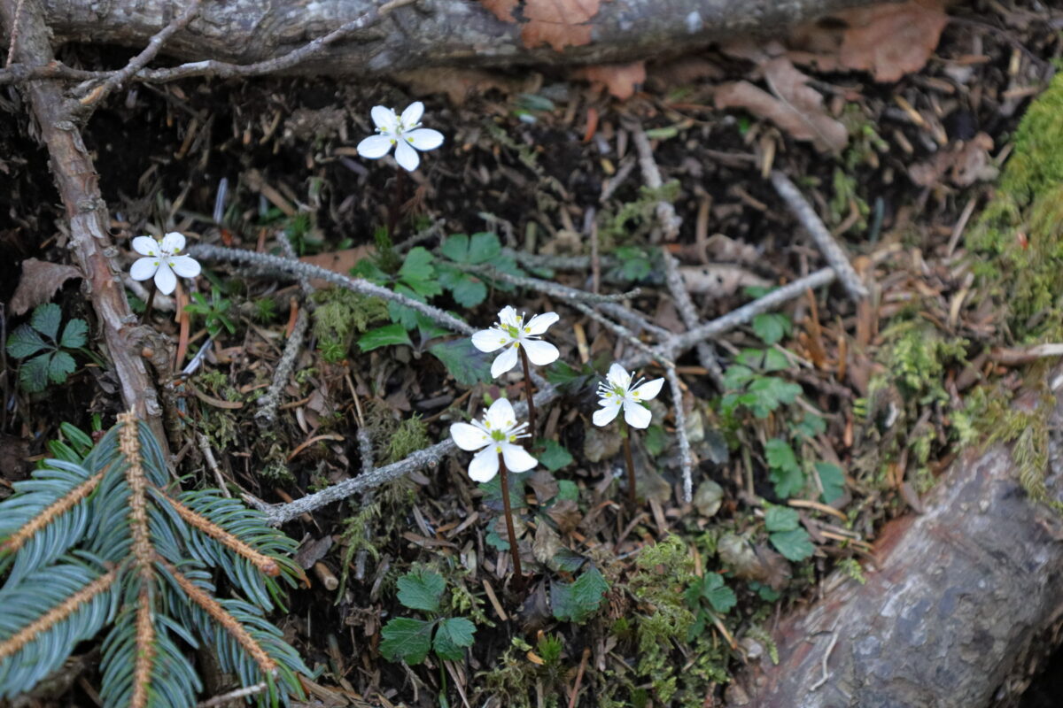 登山道脇にたくさん咲く熊沢山の登山道脇に咲く「バイカオウレン」の花