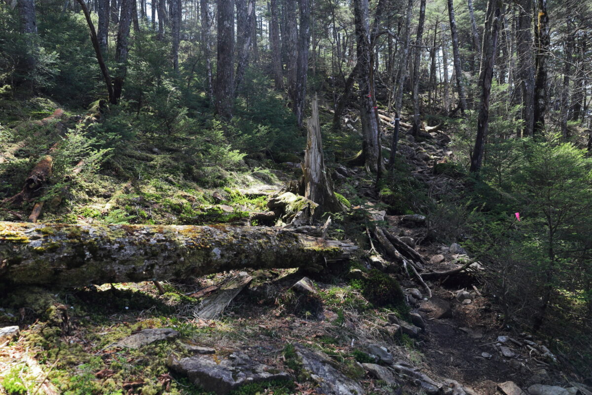 苔むした岩がゴロゴロした熊沢山の登山道