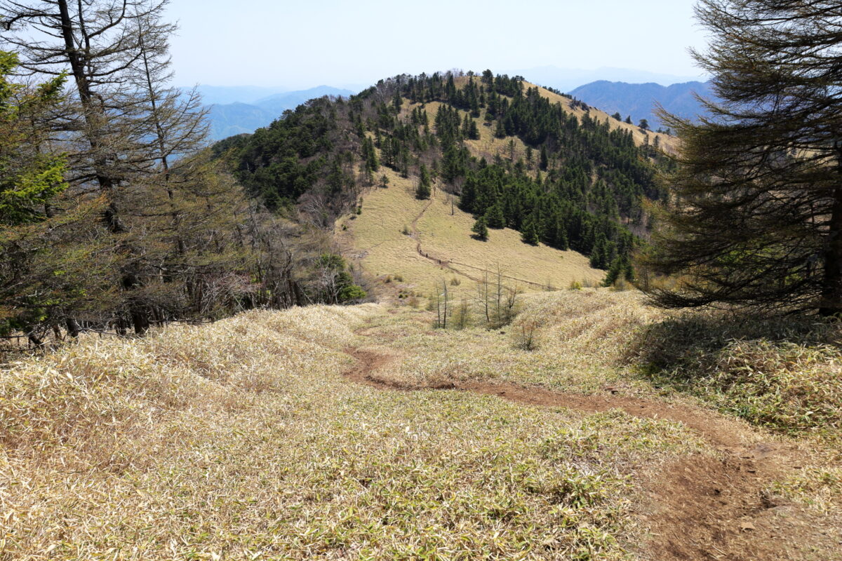 熊沢山から石丸峠への笹原の下り