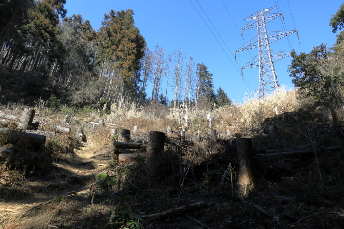 木の伐採地に鉄塔が現れる天覚山への登山道