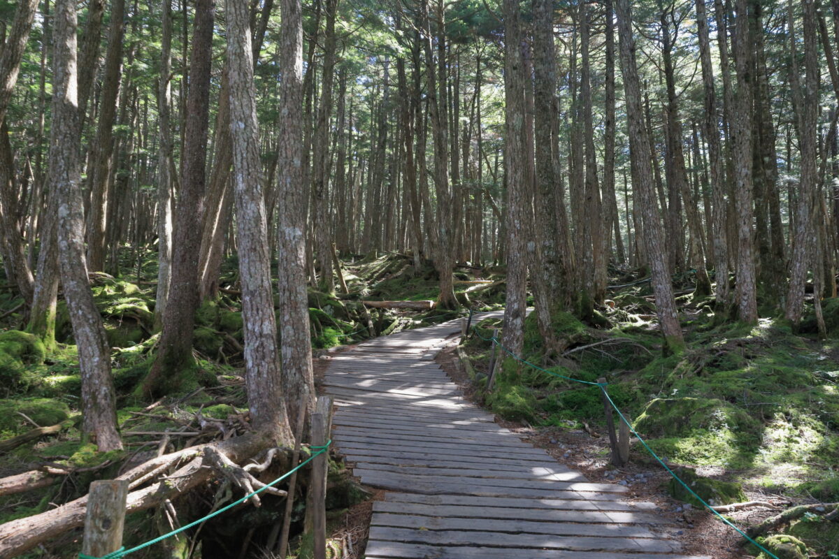 遊歩道が整備されて歩きやすい白駒池への道