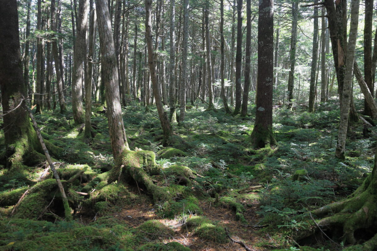 苔生した遊歩道脇の樹林帯