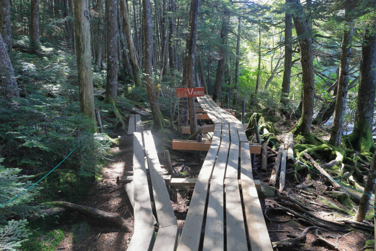 白駒池の周回コースとにゅう方面への分岐