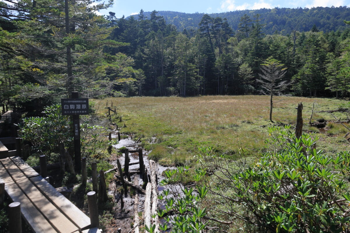 白駒湿原
