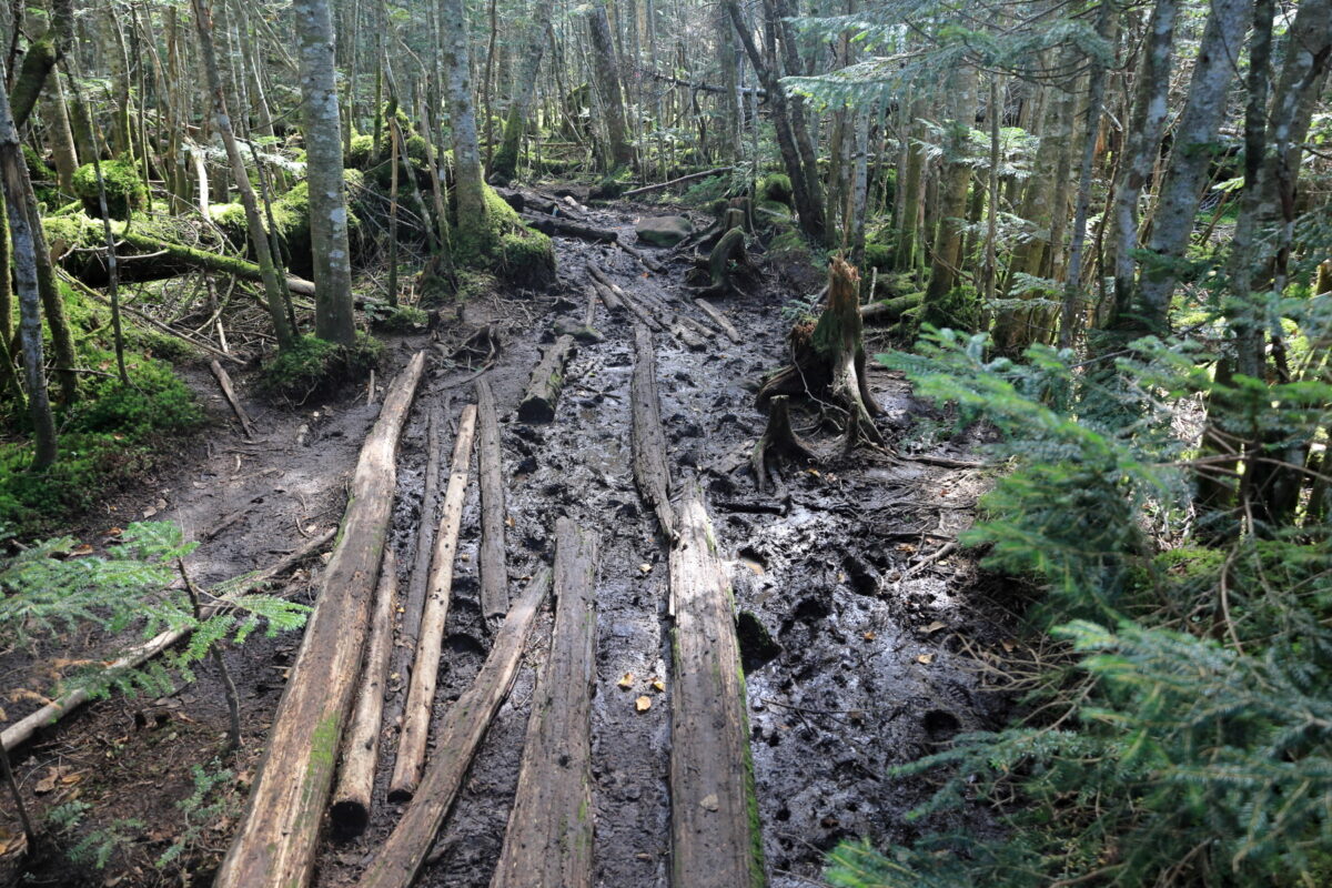 かなりぬかるんでいる白駒湿原からにゅうへの道