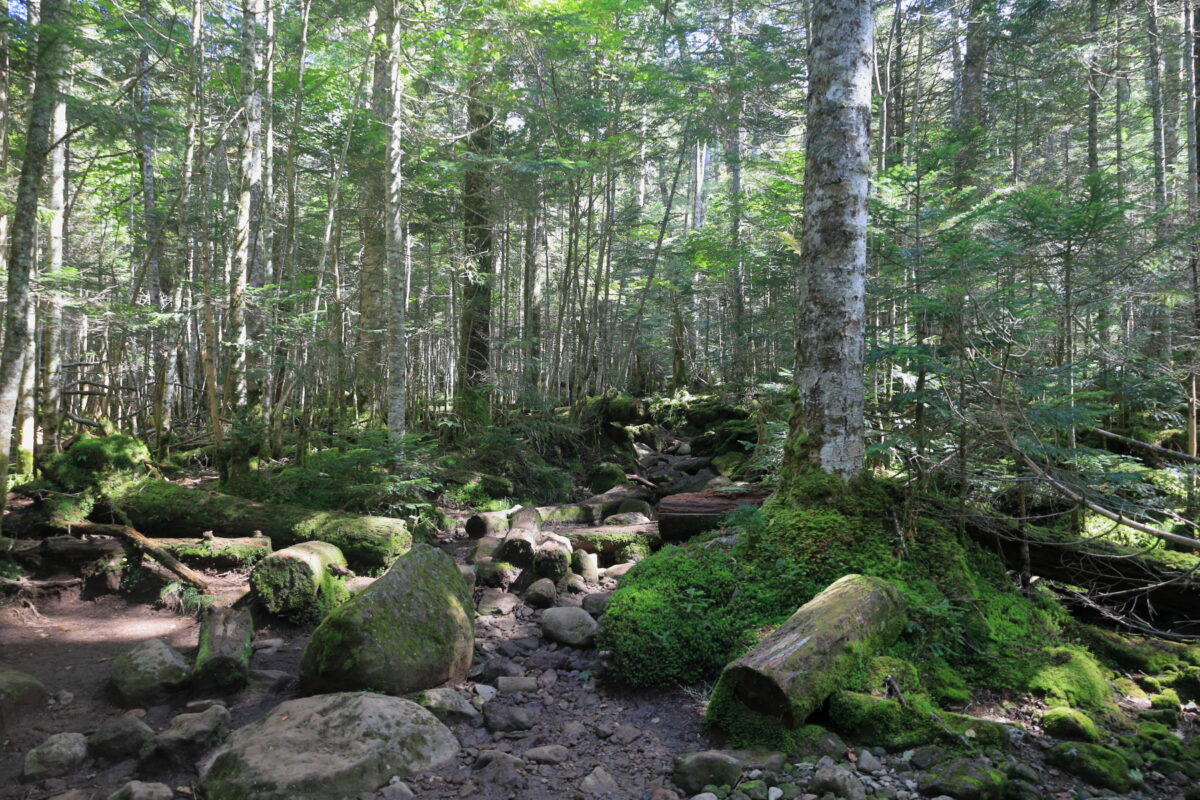苔と森の北八ヶ岳らしい樹林帯