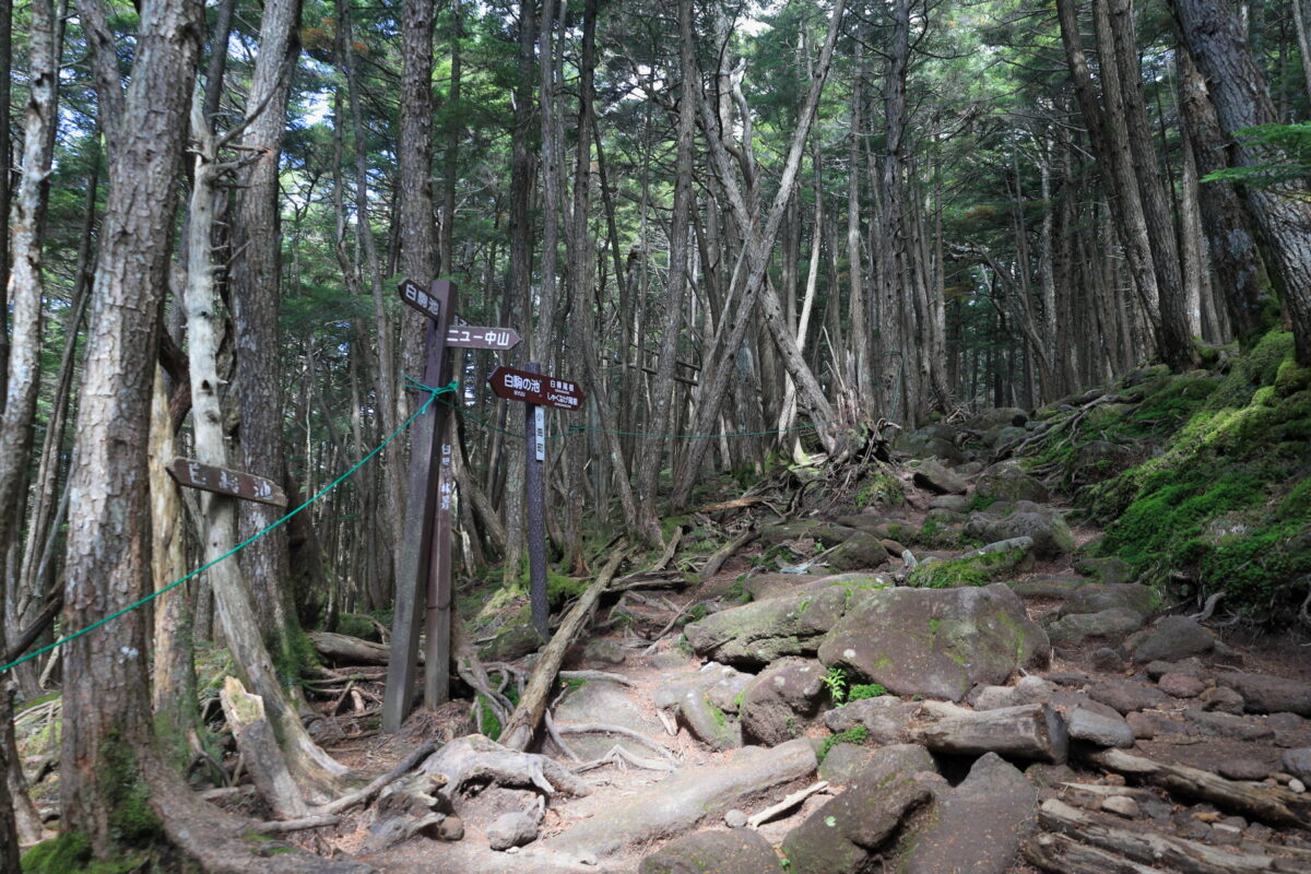 「ニュー」への分岐