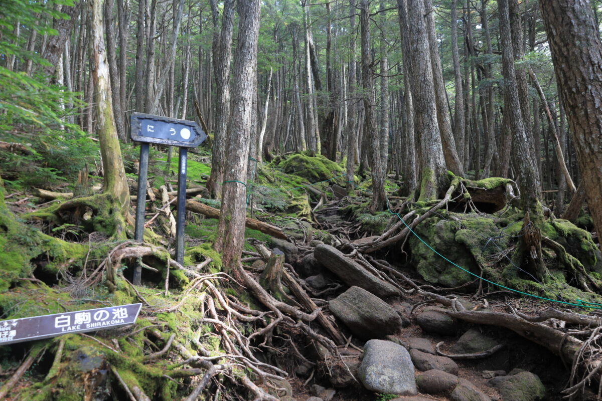 苔生した樹林帯の登山道を登る