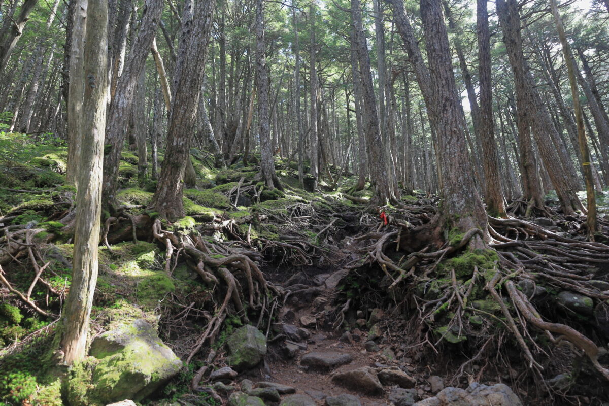 結構傾斜があるにゅうへの登り