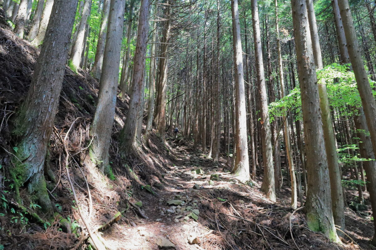 乾徳山の植林帯の登山道