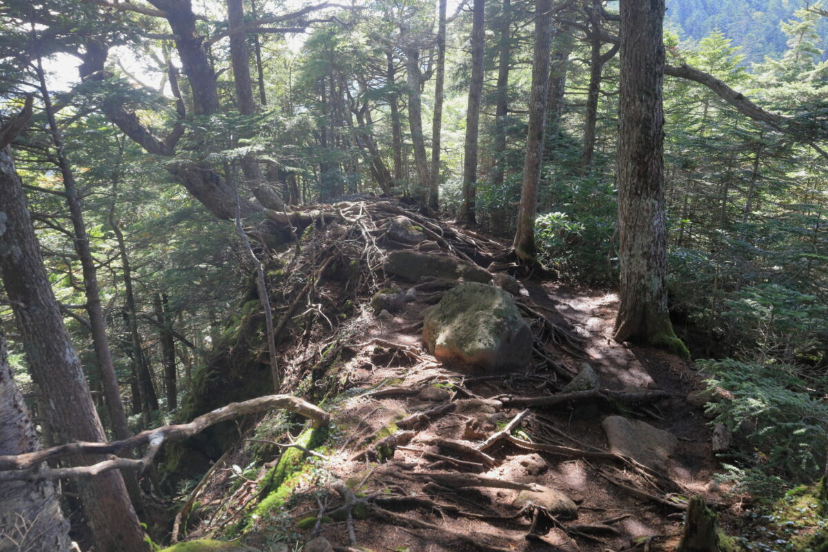にゅうから続く樹林帯の登山道