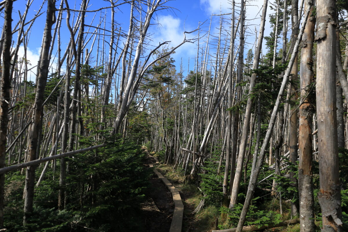 立ち枯れが目立つ中山への登山道