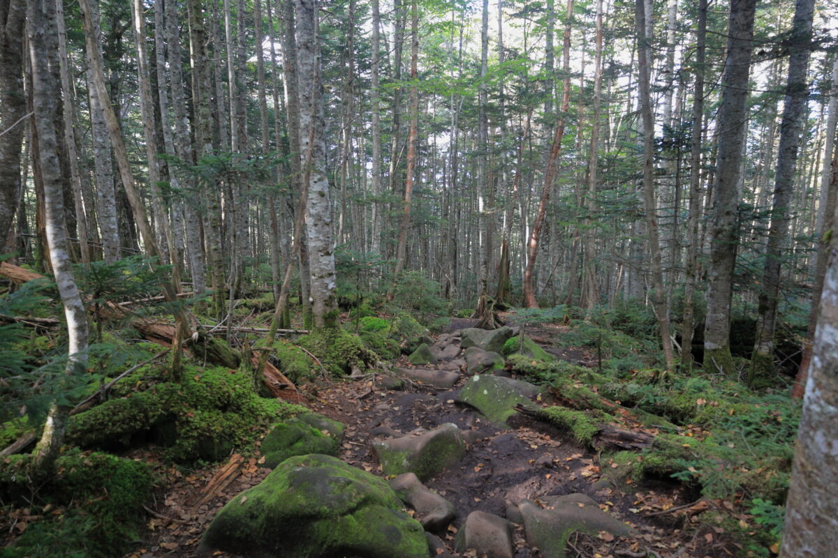 ところどころでぬかるみがある南ルート