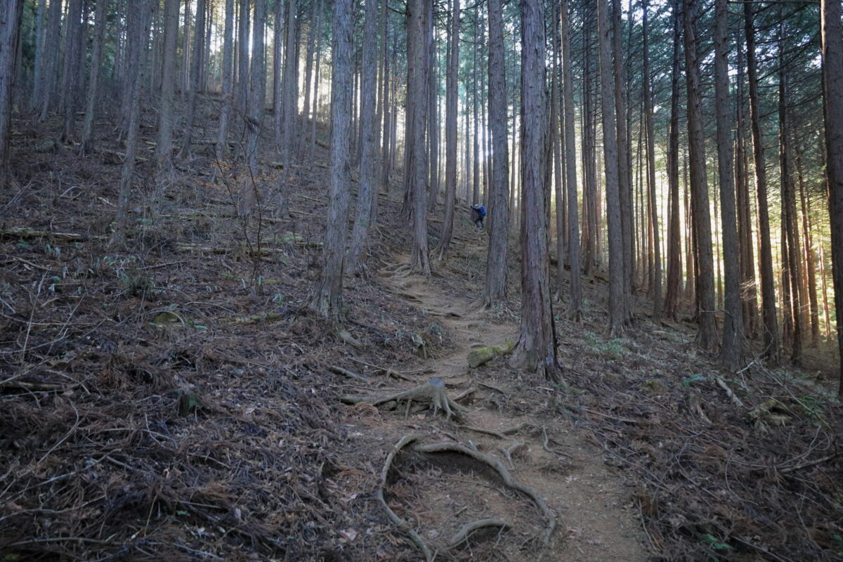 高川山登山口近くの薄暗い植林の道