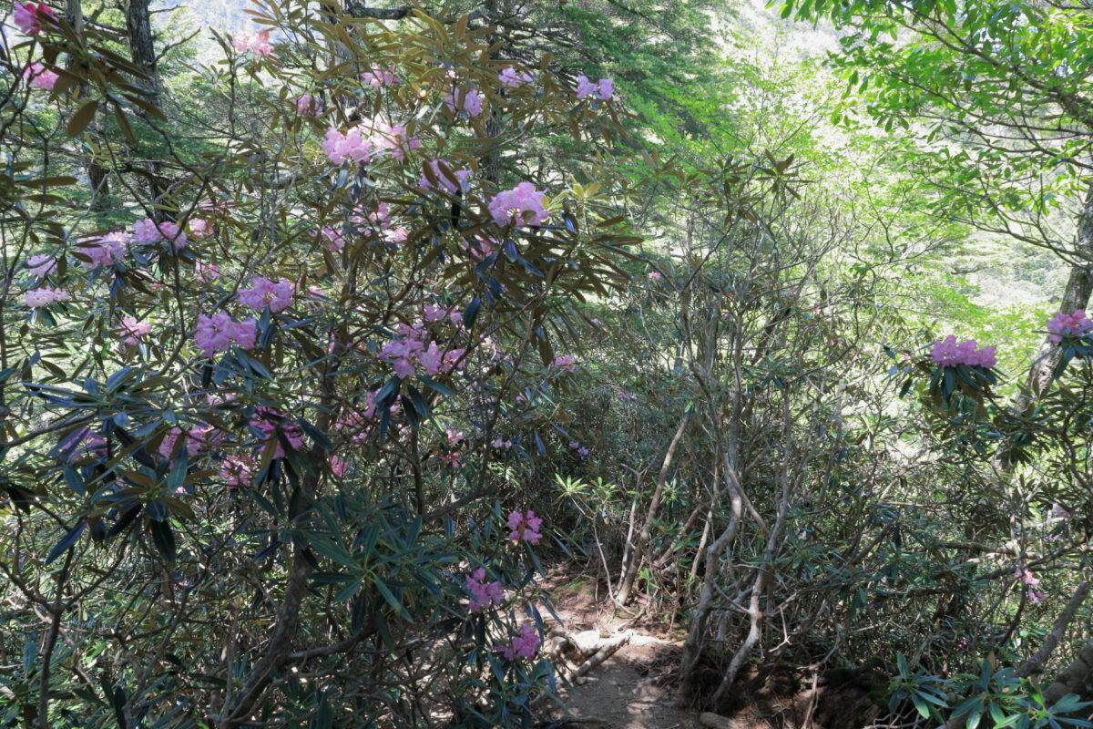 登山道の両脇にシャクナゲの花がたくさん咲いている戸渡尾根の登山道