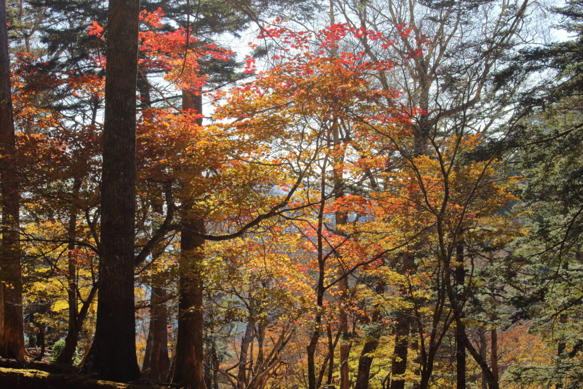 三峯ルート白岩山付近の紅葉