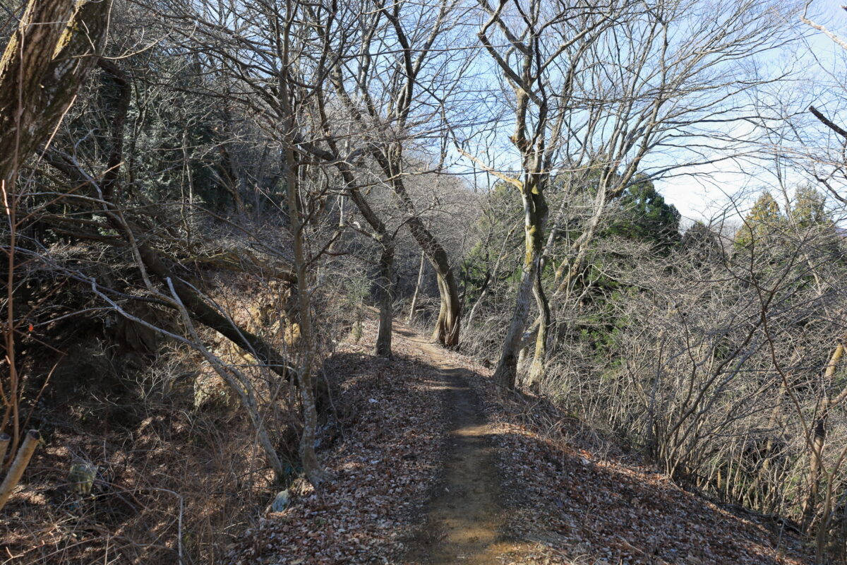 次第に道が細くなる三本松山から先の登山道