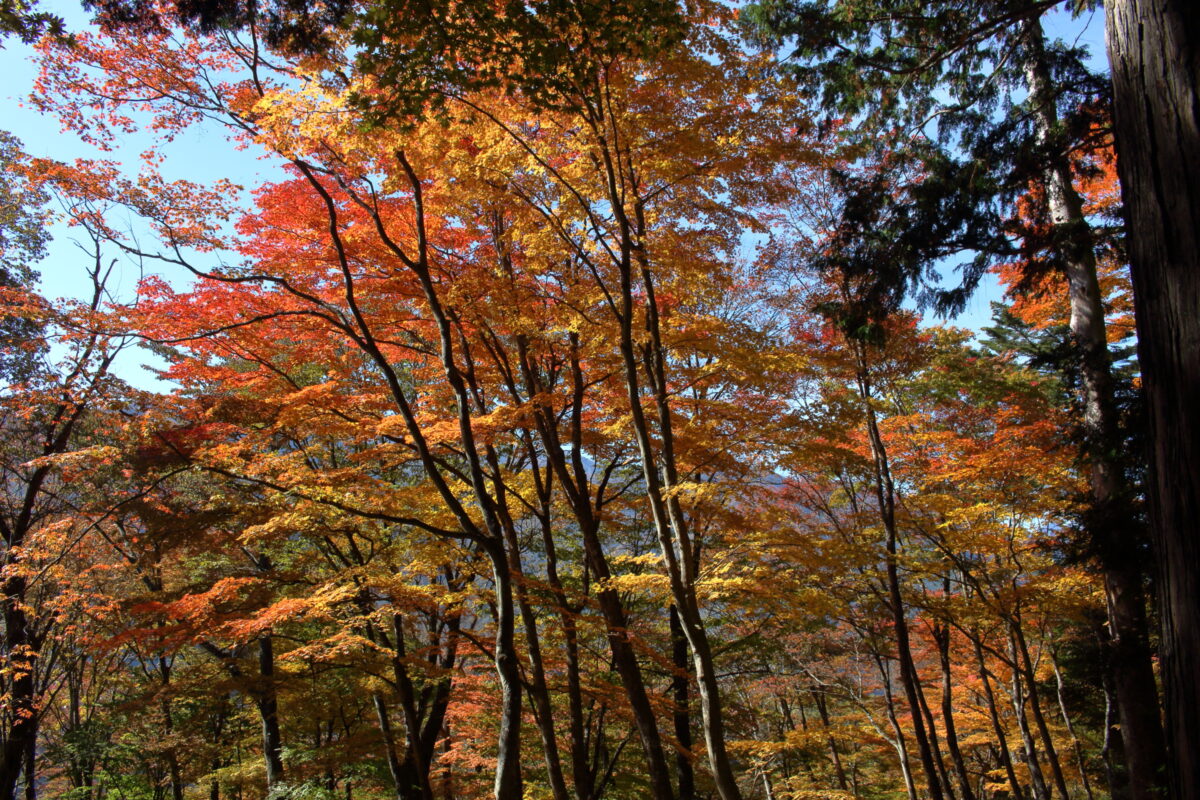三峯神社付近の紅葉