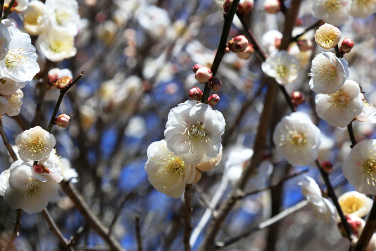 きれいに咲いている白梅の花