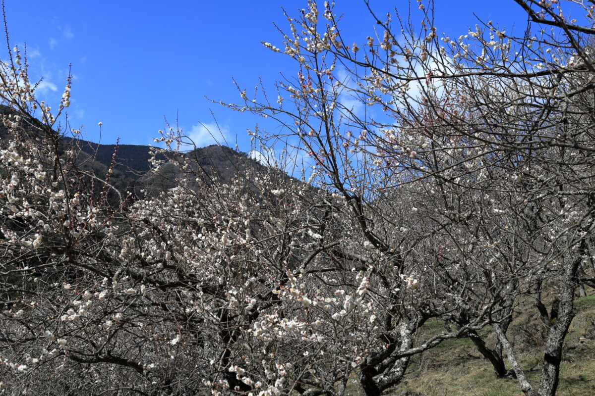 七分咲きの白梅の花