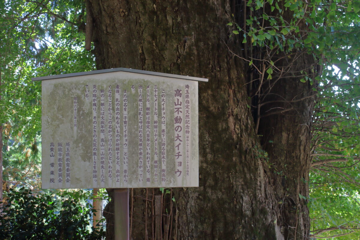 高山不動尊にある埼玉県の天然記念物「大イチョウ」