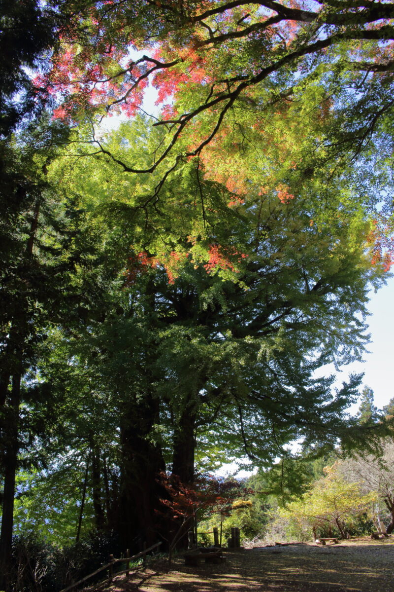 高山不動尊にある埼玉県の天然記念物「大イチョウ」の全景