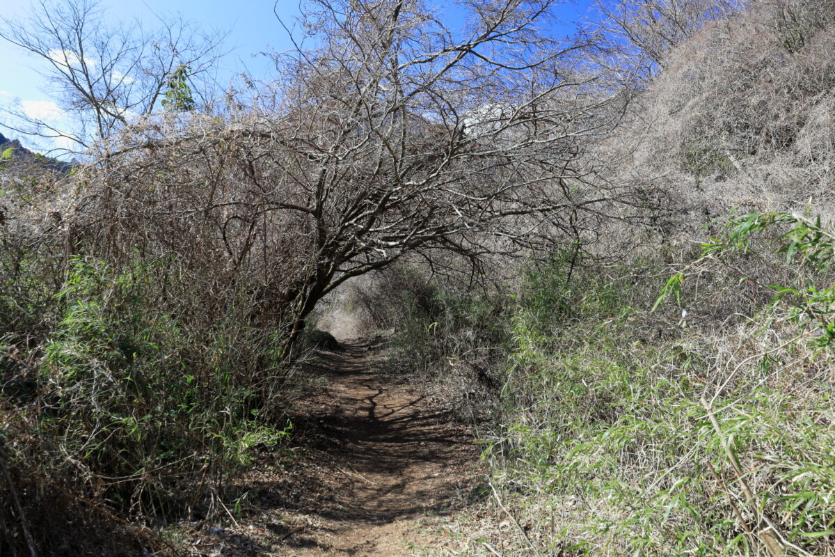 低木のトンネルがある幕山北側の登山道