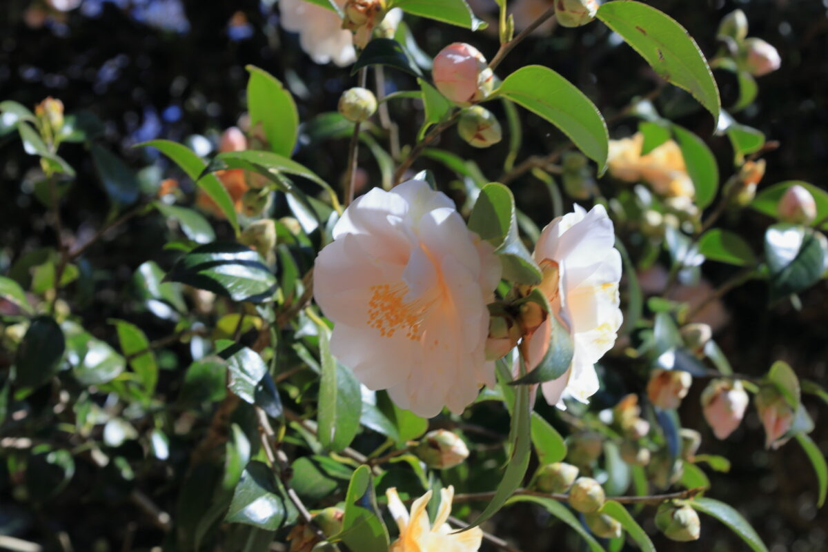 幕山公園の遊歩道脇で咲く白いツバキ
