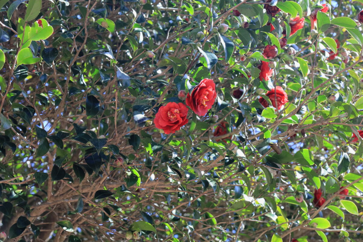 幕山公園の遊歩道脇で咲く赤いツバキ