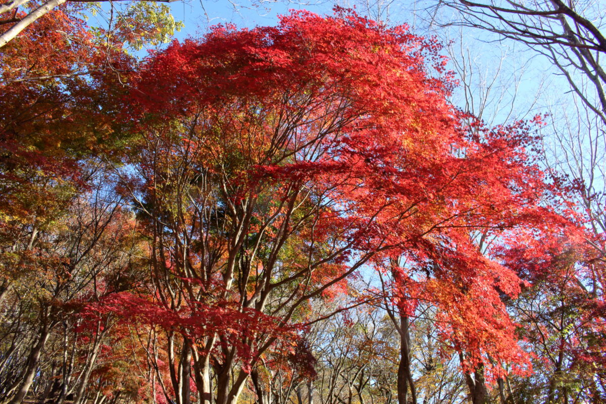 大倉尾根登山道脇の真っ赤に紅葉したモミジ