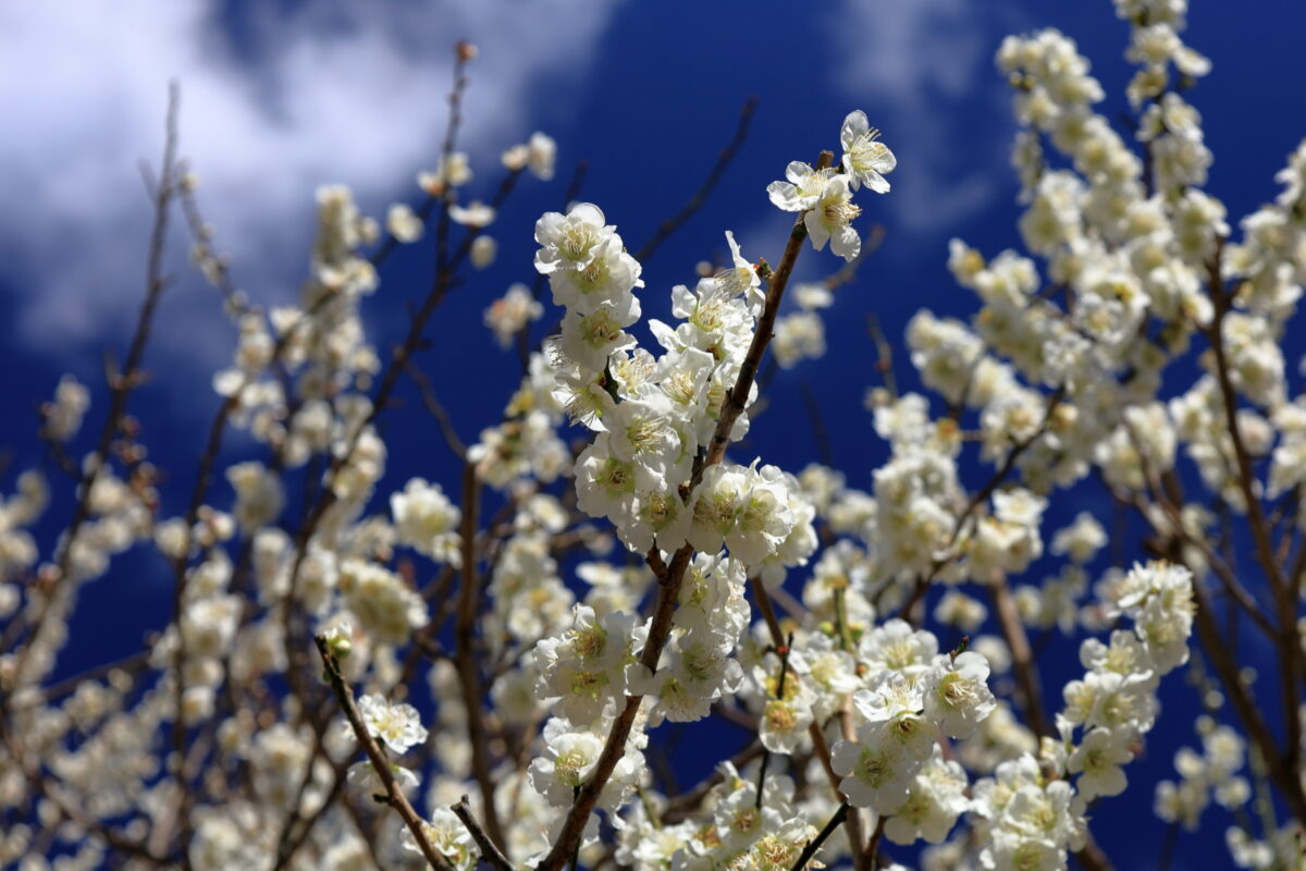 咲き誇る幕山公園梅林の白梅の花